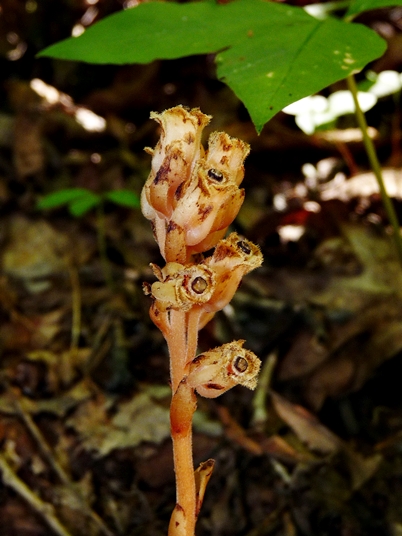 {Hypopitys monotropa}